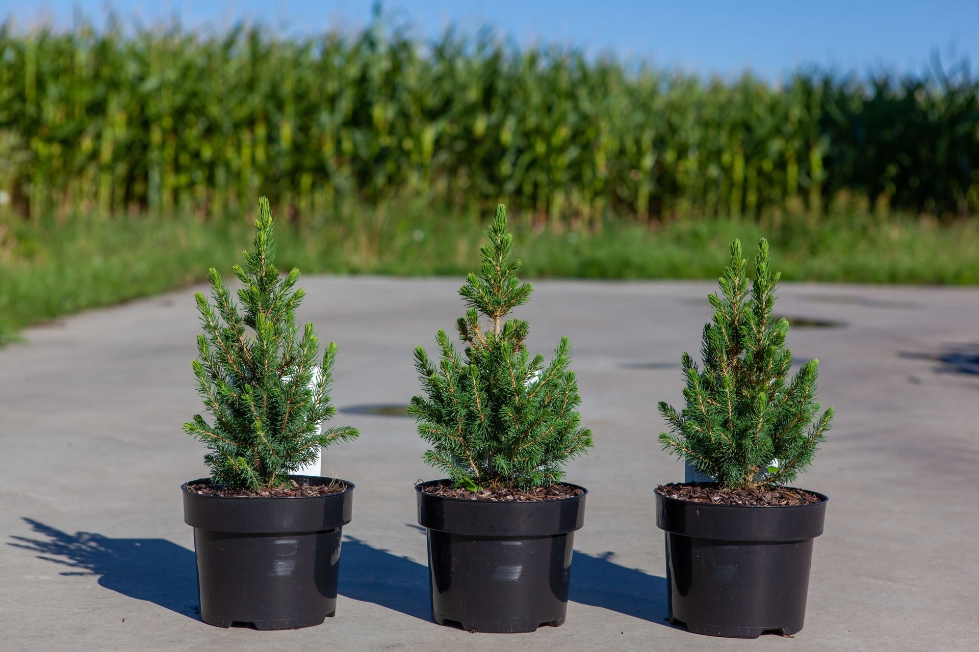 Picea glauca 'J.W. Daisy's White'