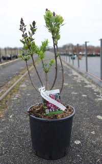 Syringa vulgaris 'Charles Joly'
