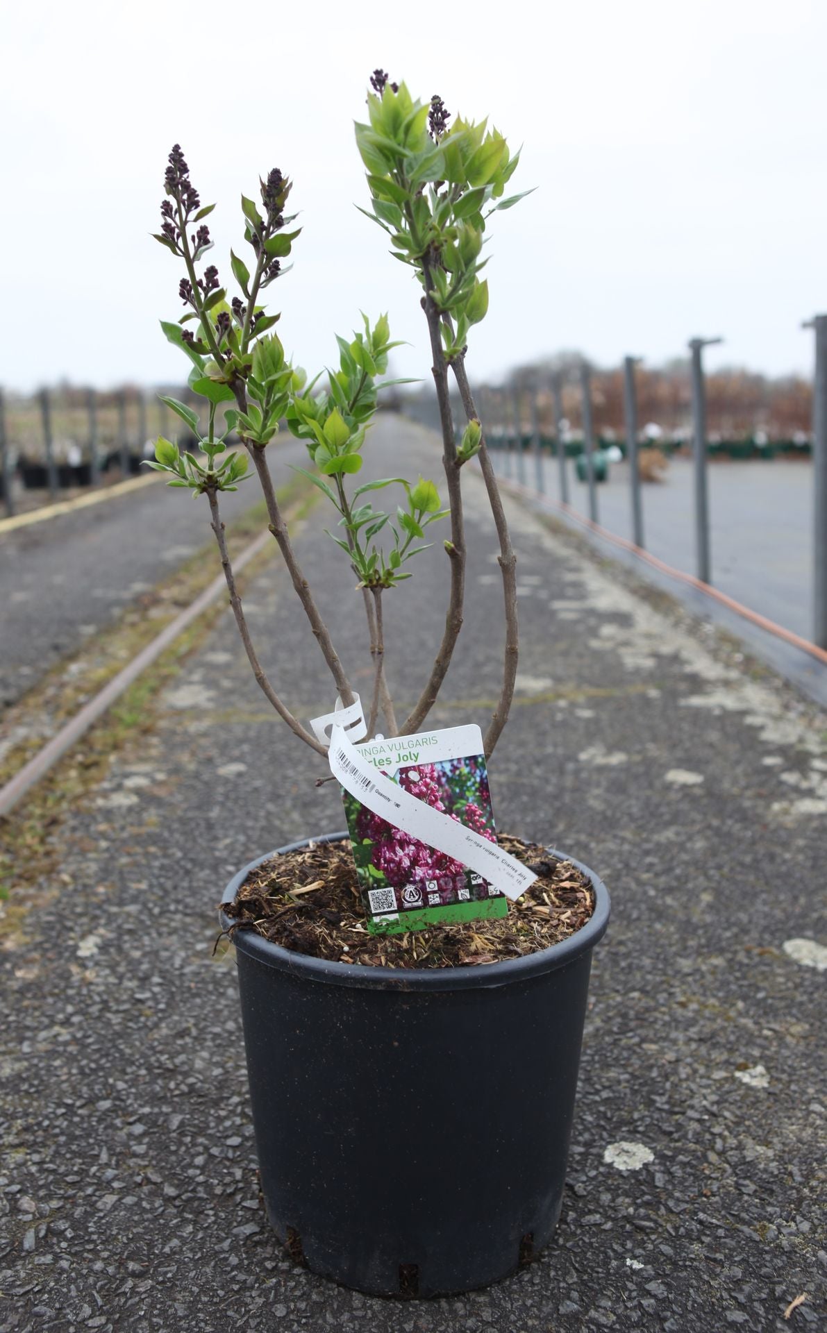 Syringa vulgaris 'Charles Joly'