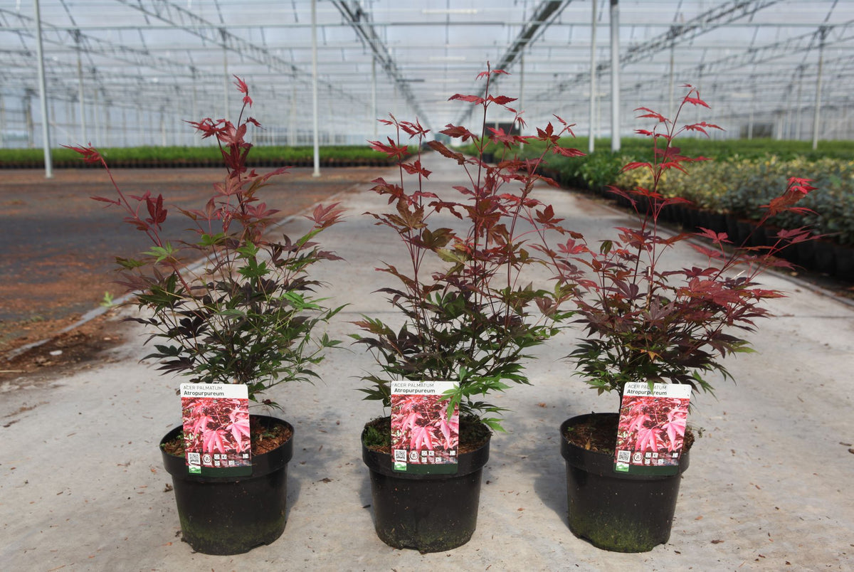 Acer palmatum 'Atropurpureum'