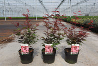 Acer palmatum 'Atropurpureum'