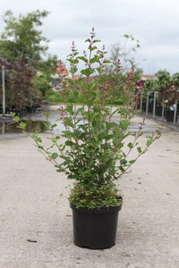 Syringa Bloomerang© 'Pink Perfume' (PBR)