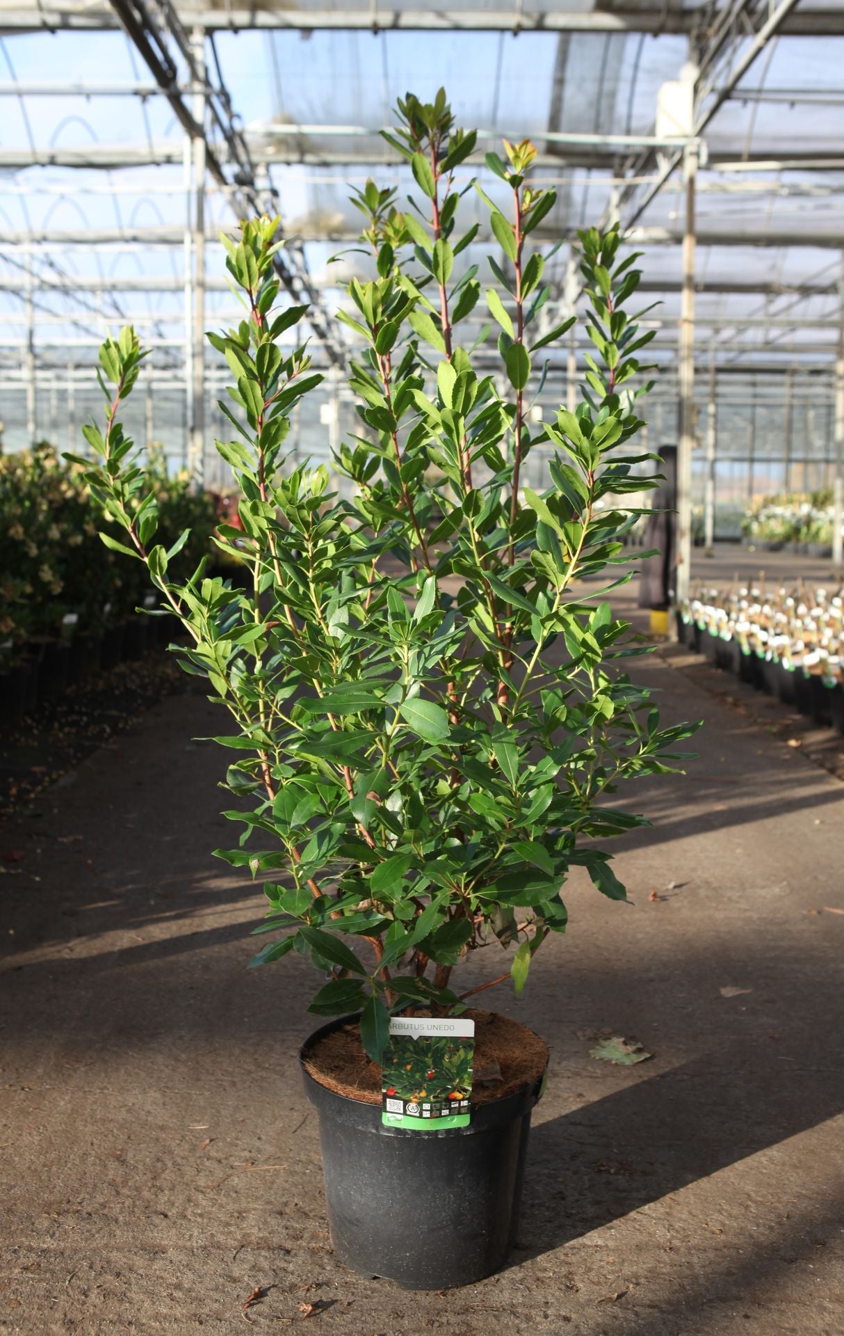 Arbutus unedo