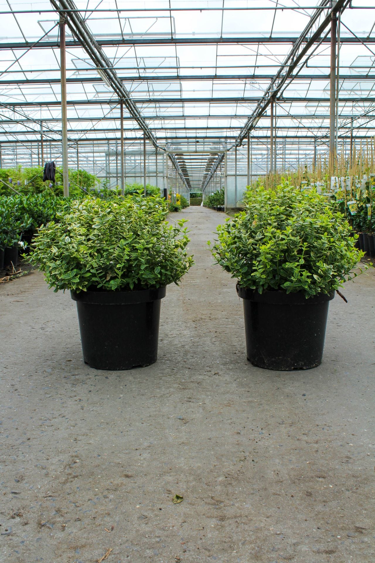 Euonymus fortunei 'Emerald 'n' Gold'