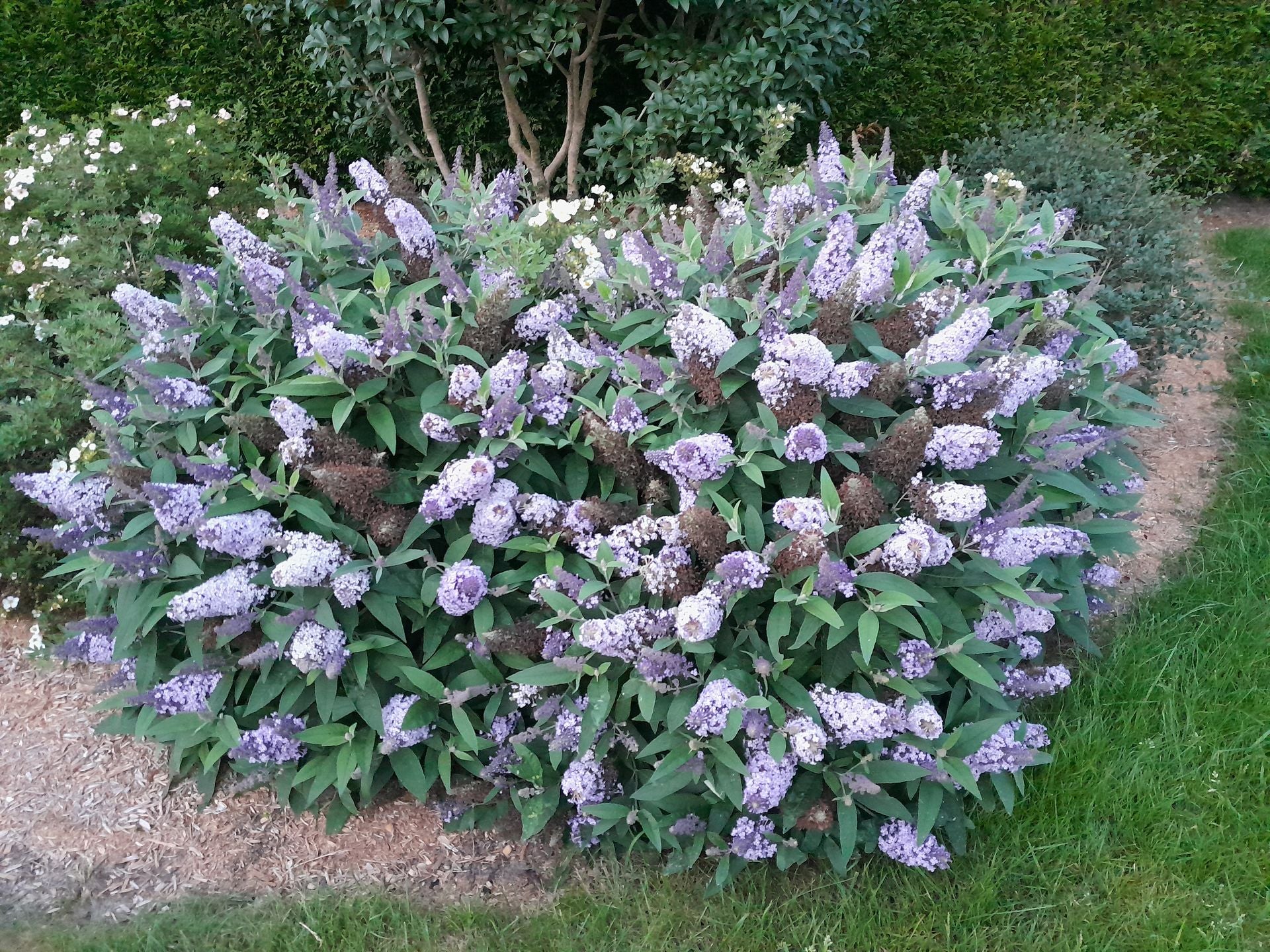 Buddleja davidii Butterfly Candy© LILA SWEETHEART (PBR)