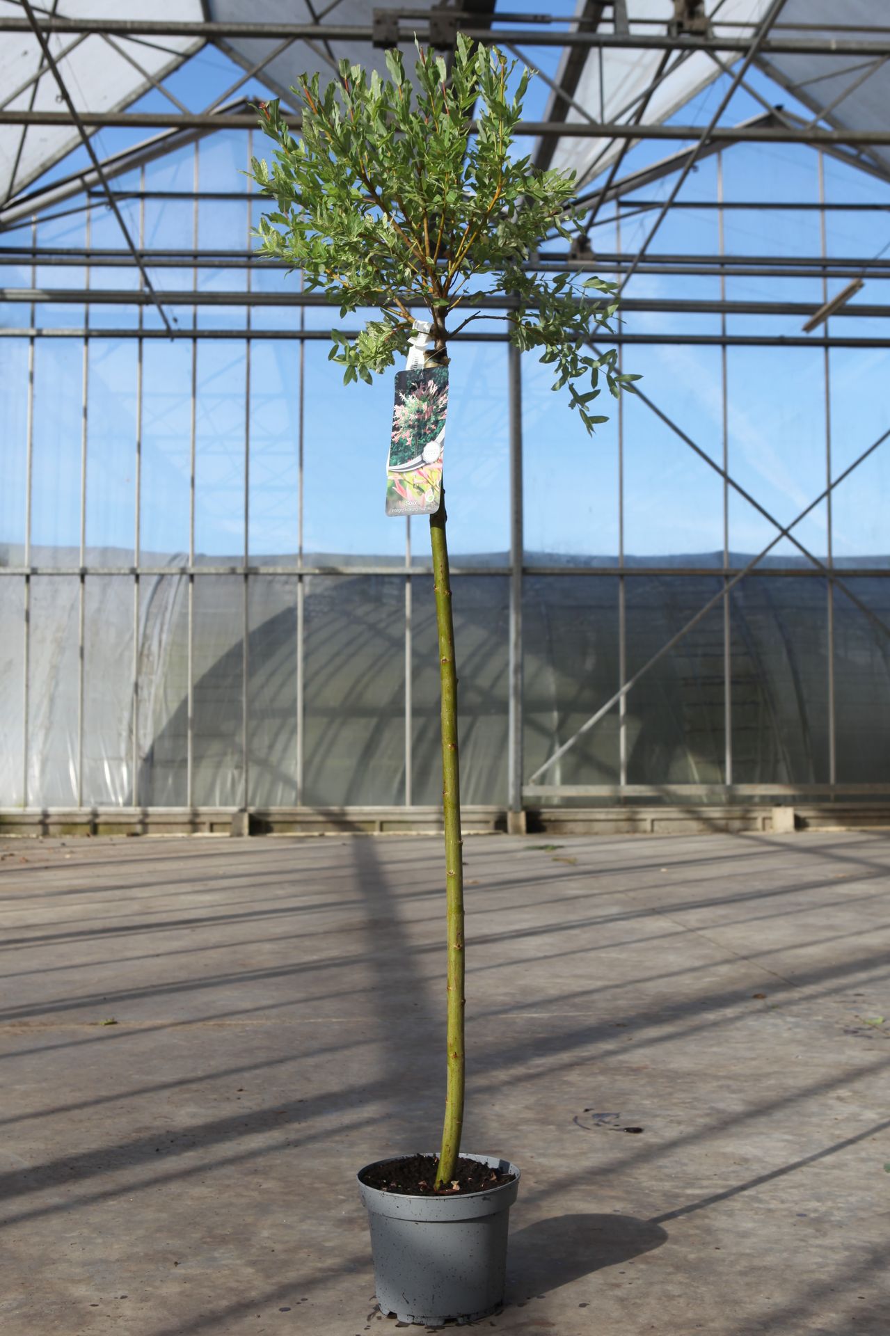 Salix integra 'Hakuro-nishiki'