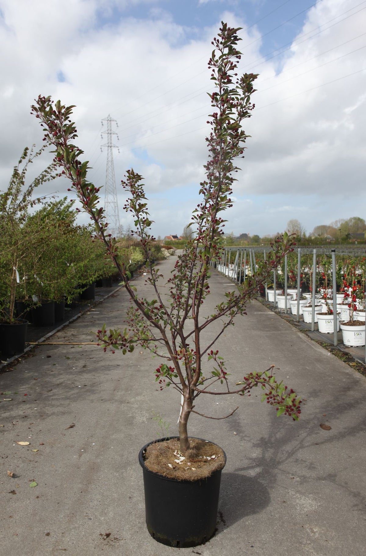 Malus 'Indian Magic'