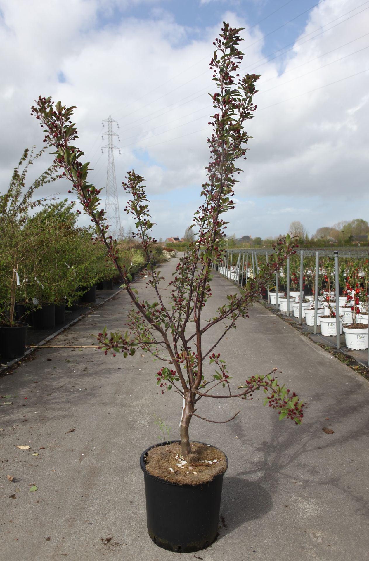 Malus 'Indian Magic'