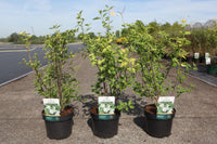 Philadelphus 'Innocence'