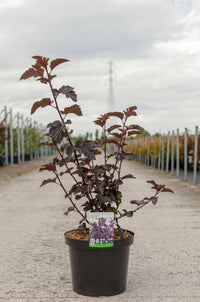 Physocarpus opulifolius MIDNIGHT (PBR)