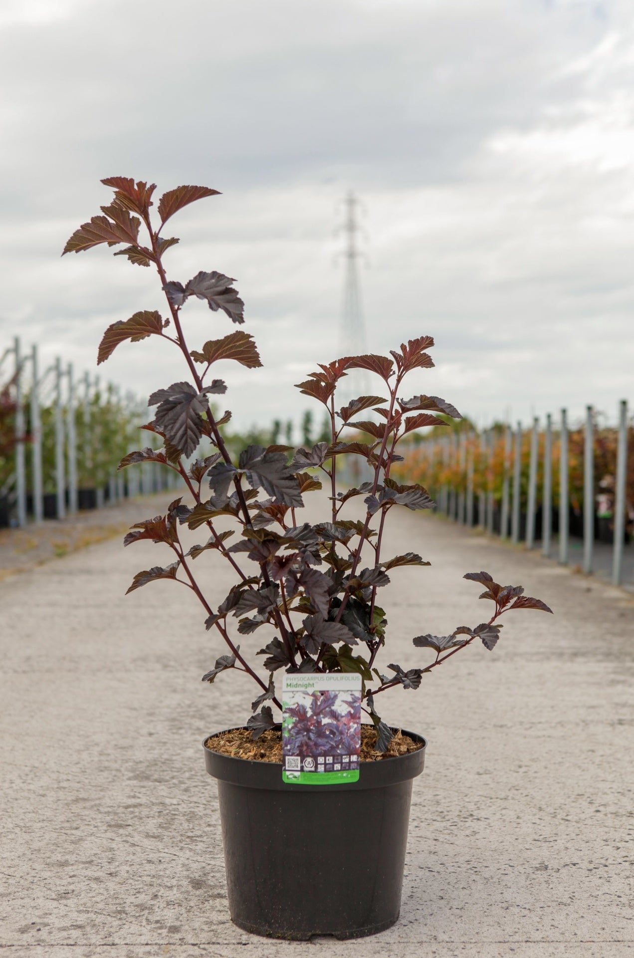 Physocarpus opulifolius MIDNIGHT (PBR)