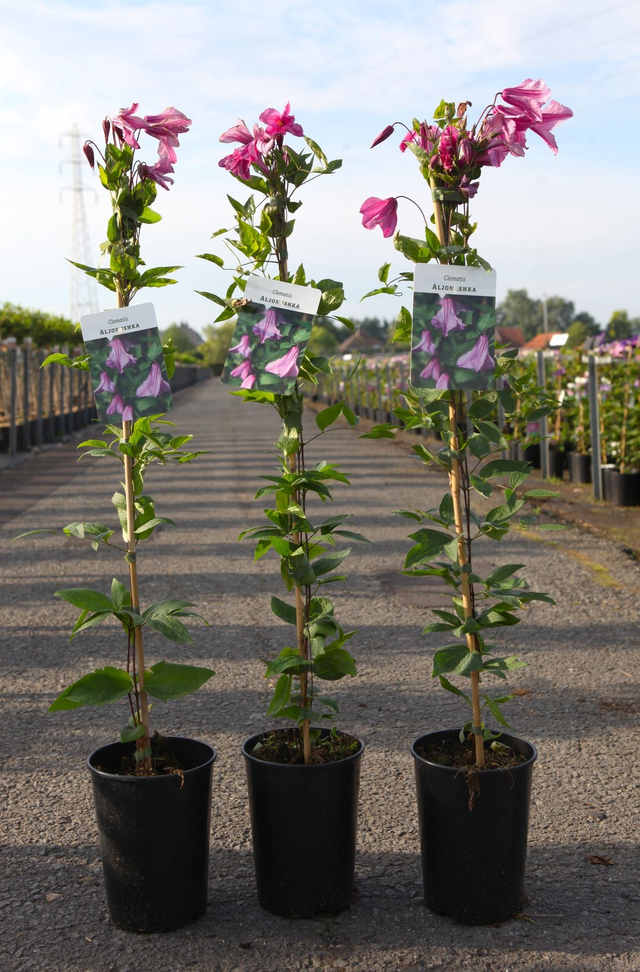 Clematis 'Aljonushka'