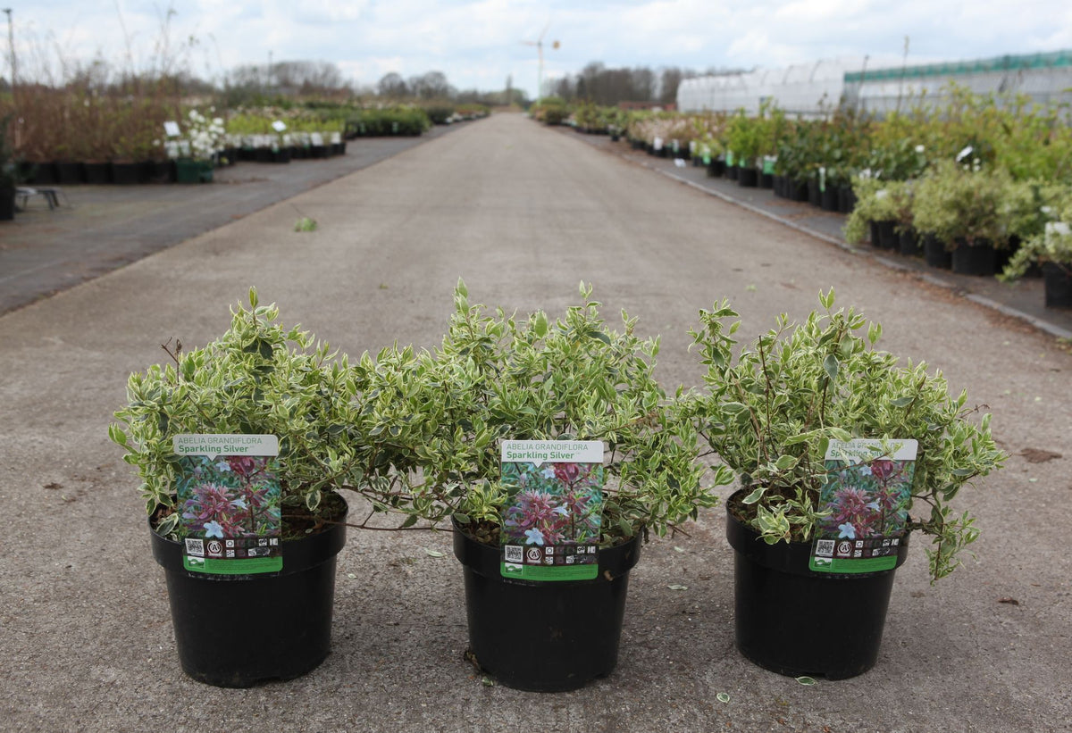 Abelia grandiflora SPARKLING SILVER
