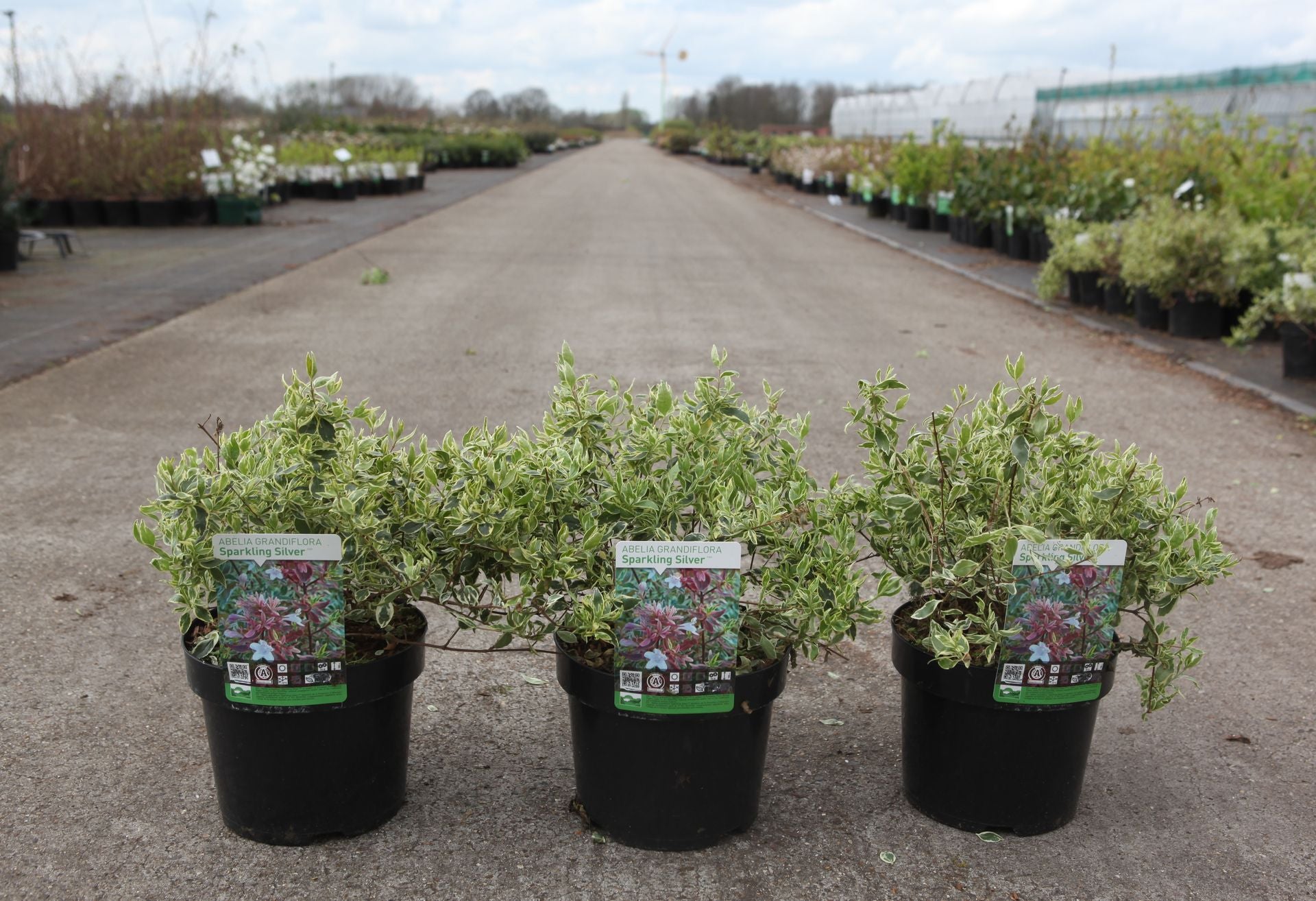 Abelia grandiflora SPARKLING SILVER