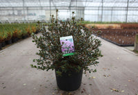 Azalea japonica 'Amoena'