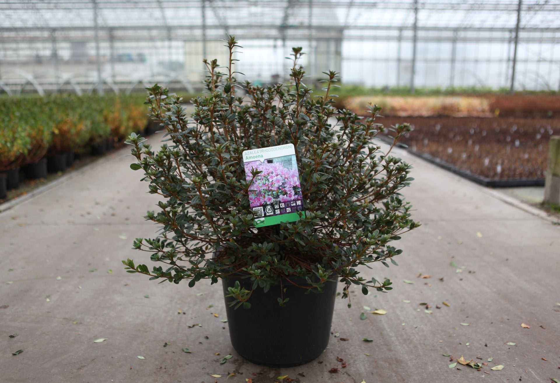 Azalea japonica 'Amoena'