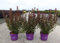 Physocarpus opulifolius First Editions© 'Spicy Devil' (PBR)