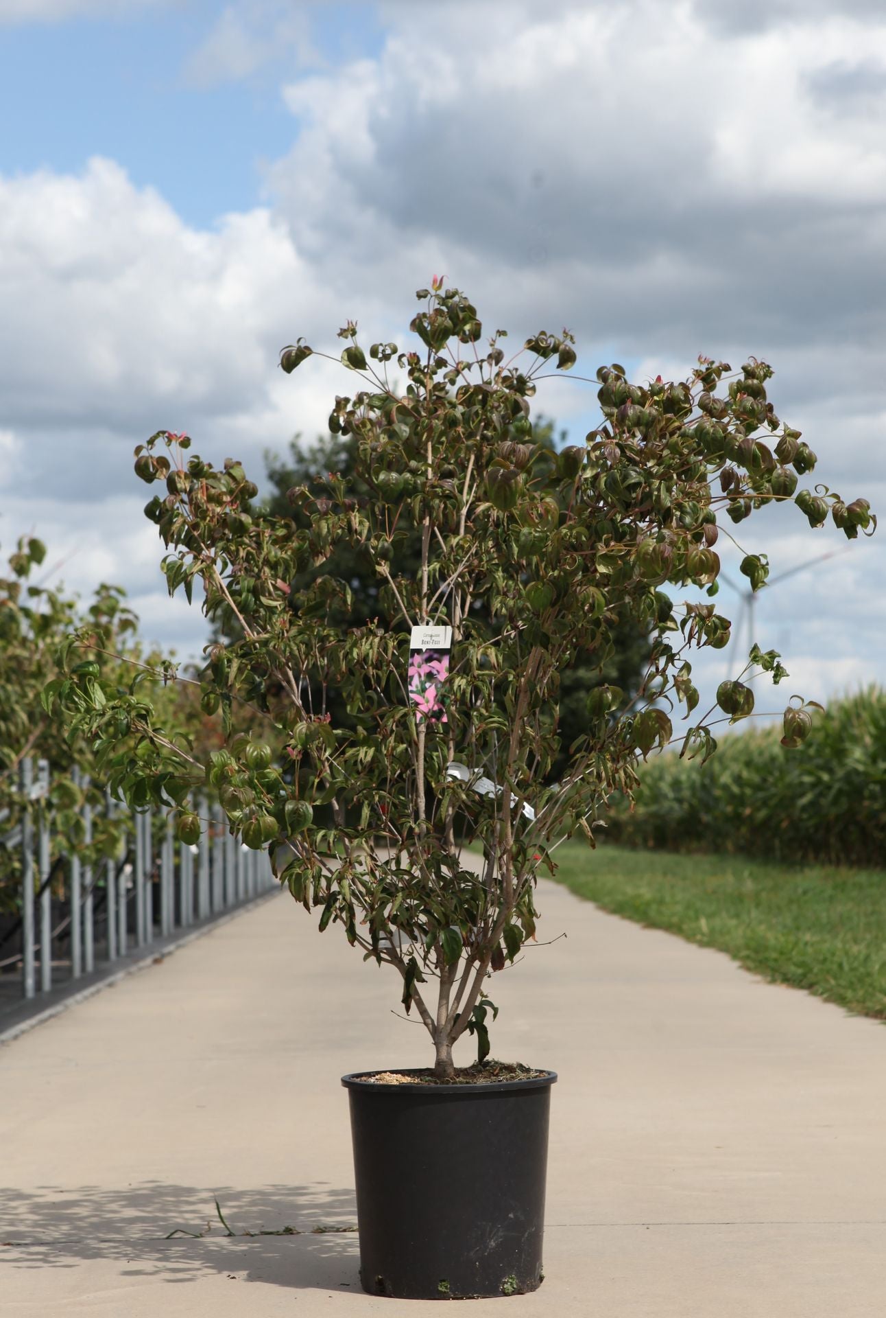 Cornus kousa 'Beni-Fuji'