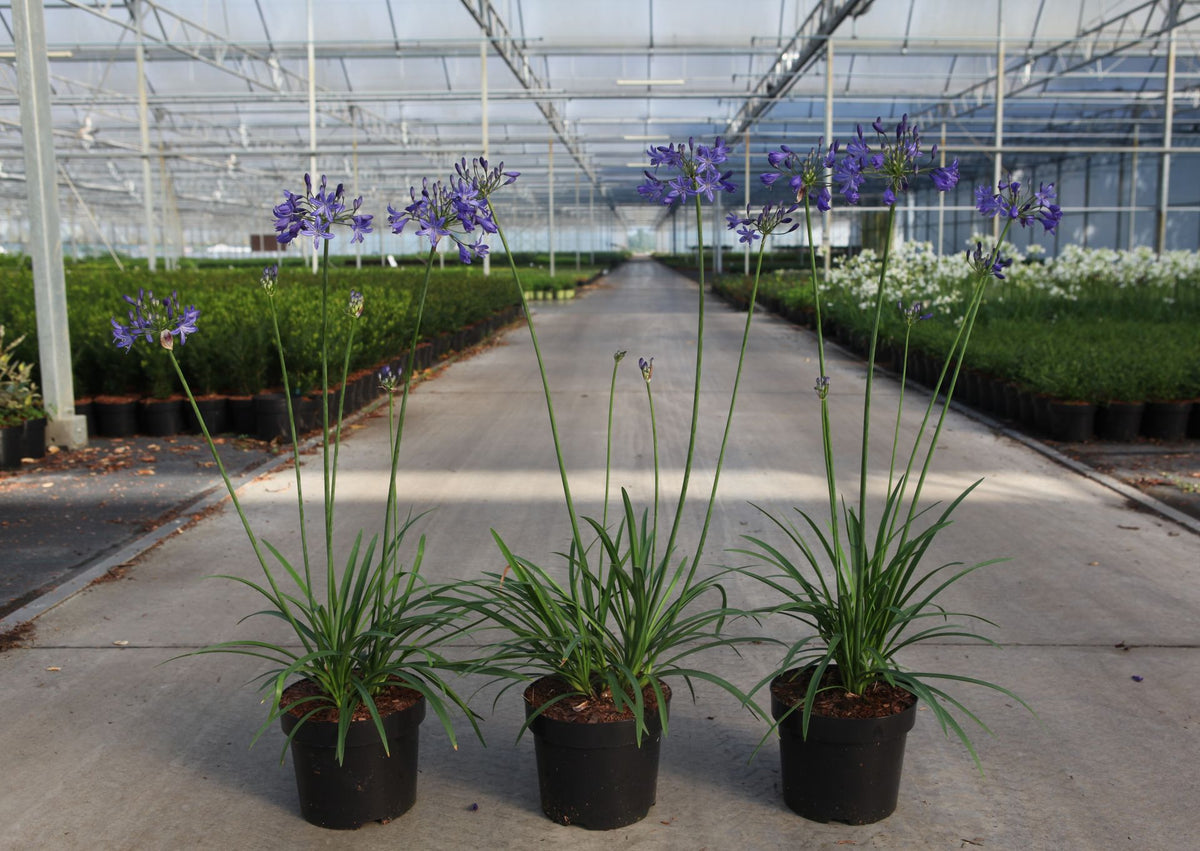 Agapanthus 'Winter Storm' (PBR)