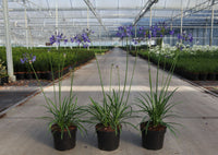 Agapanthus 'Winter Storm' (PBR)