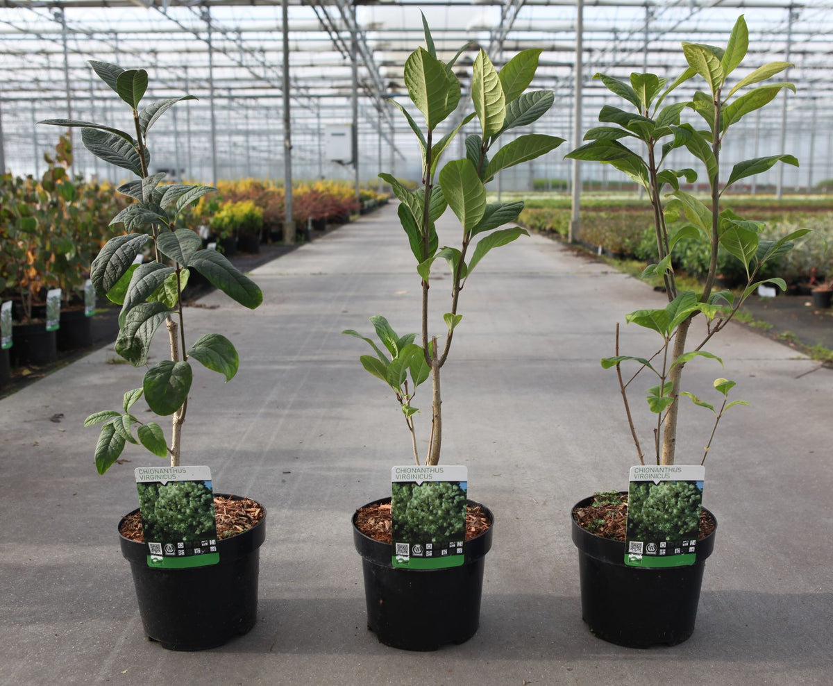 Chionanthus virginicus