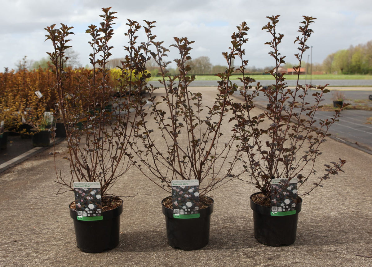 Physocarpus opulifolius SUMMER WINE (PBR)
