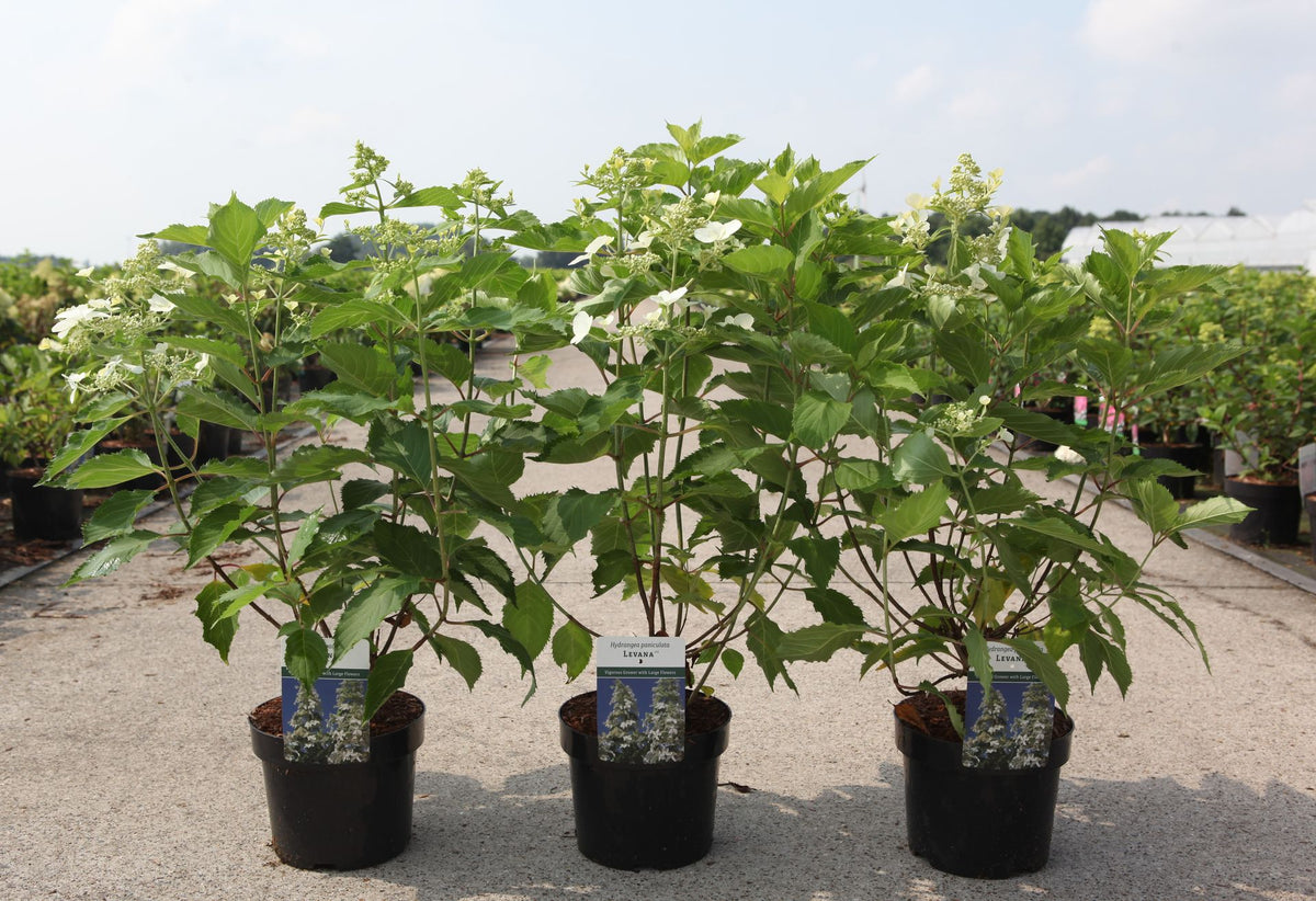 Hydrangea paniculata ‘Levana’ (PBR) potted plants with airy white flower panicles, elegant hydrangea for garden borders
