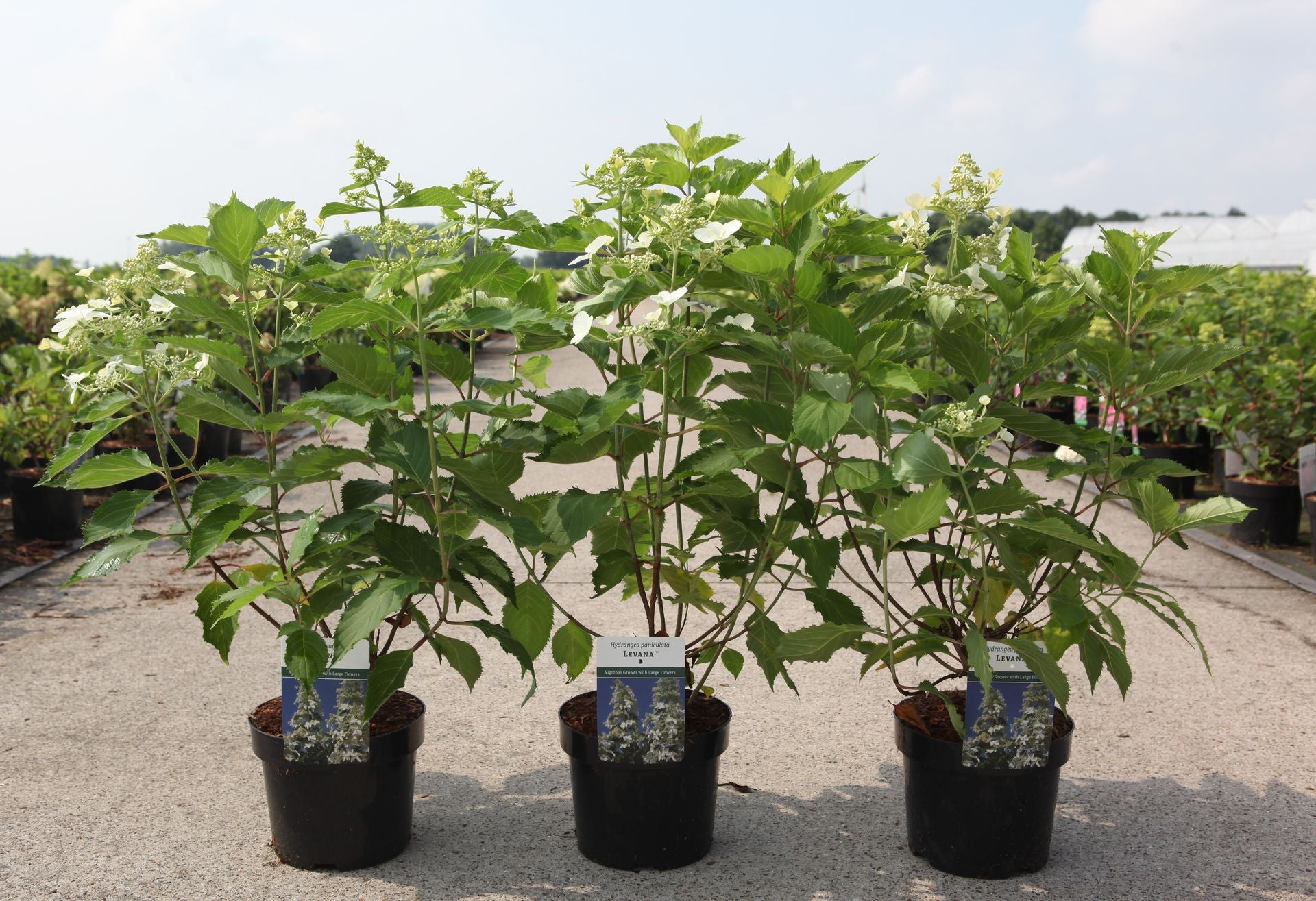Hydrangea paniculata ‘Levana’ (PBR) potted plants with airy white flower panicles, elegant hydrangea for garden borders