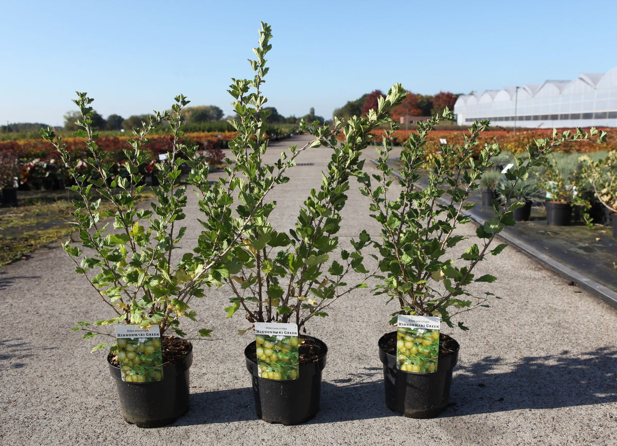 Ribes uva-crispa 'Hinnonmaki Green'