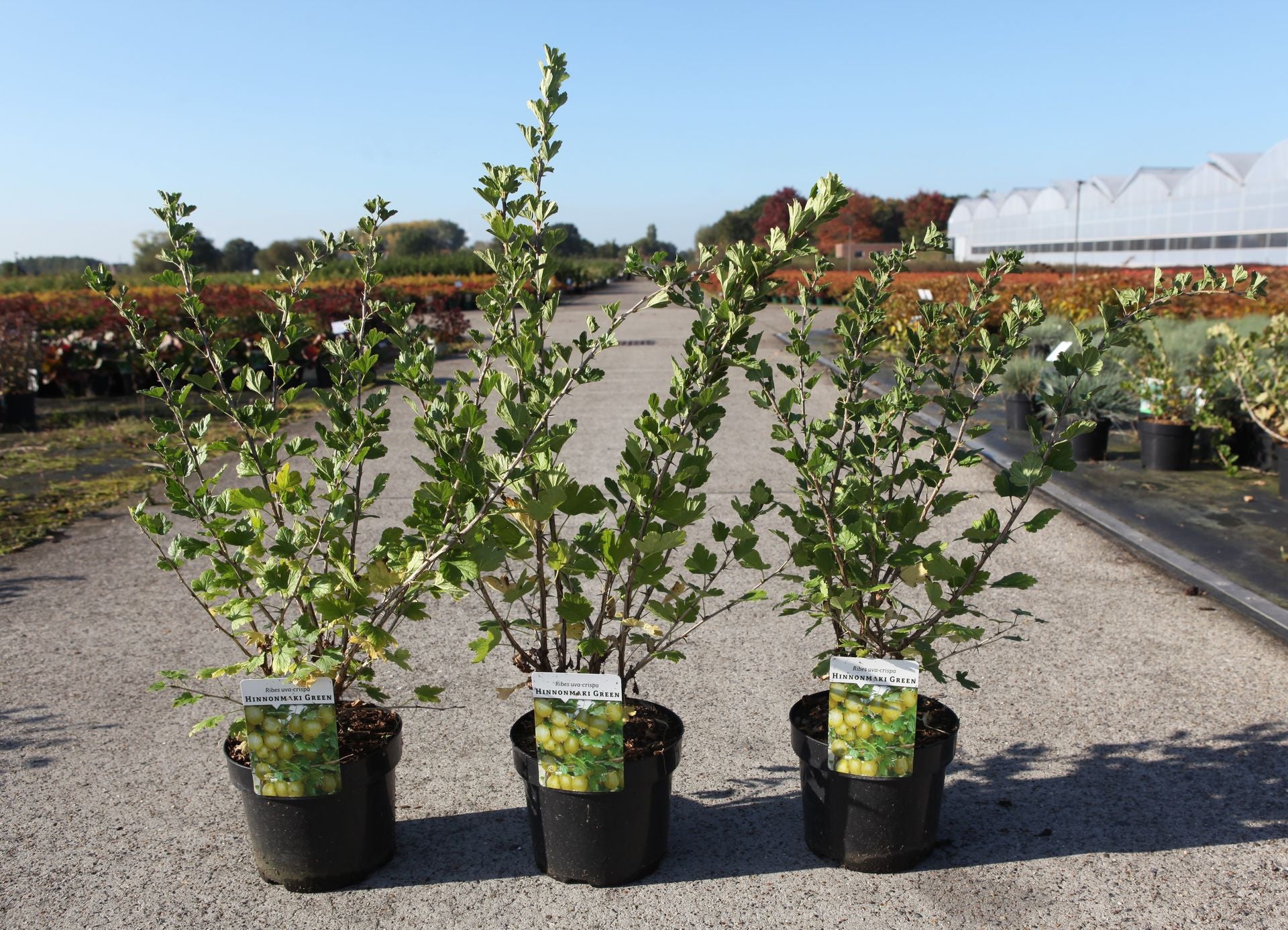 Ribes uva-crispa 'Hinnonmaki Green'