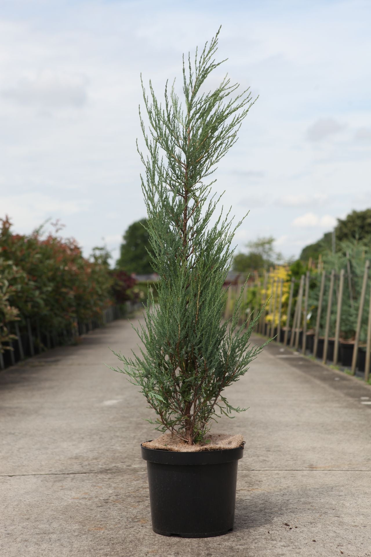 Juniperus scopulorum BLUE IVORY (PBR)