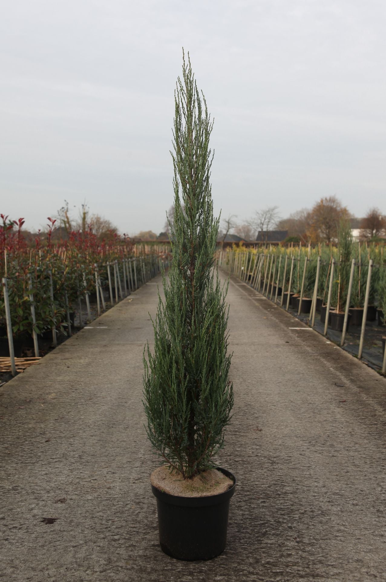 Juniperus scopulorum 'Blue Arrow'