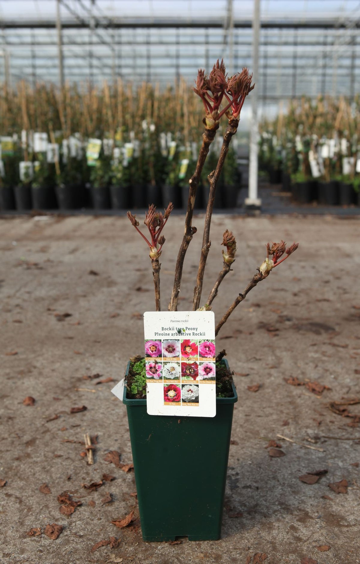 Paeonia rockii 'Hong Lian'