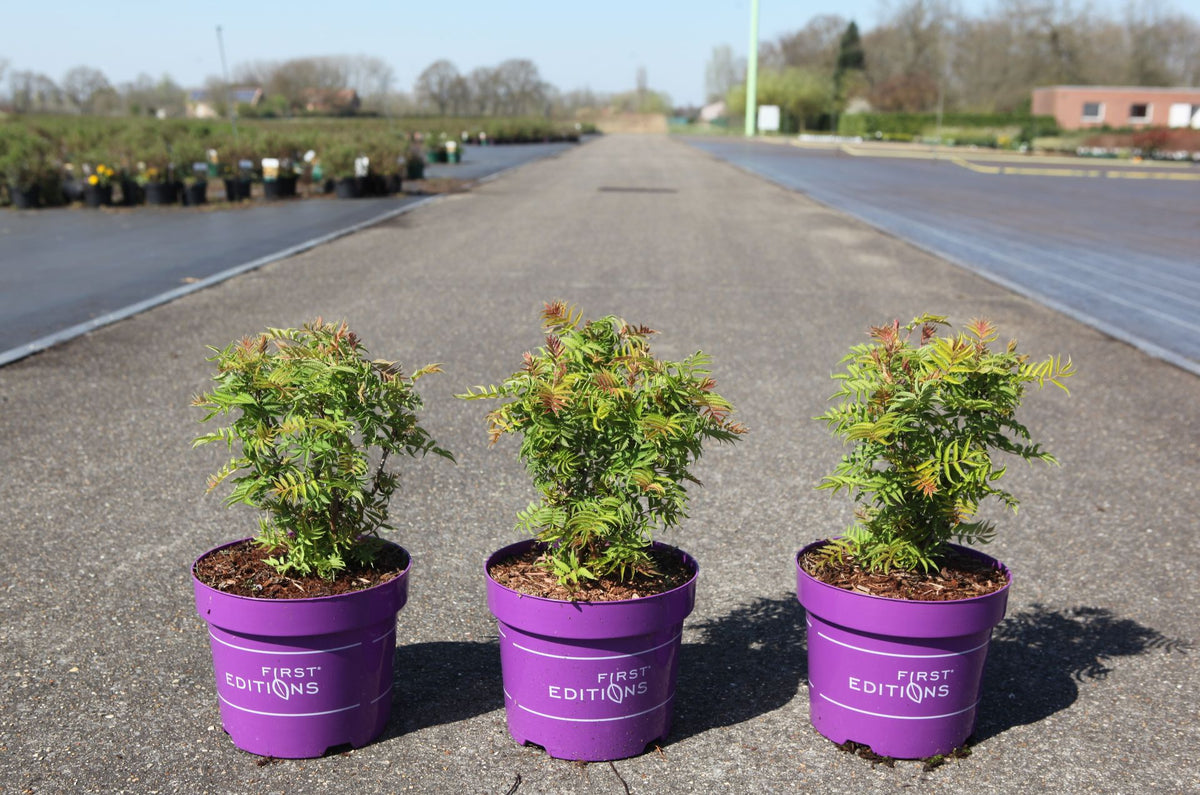 Sorbaria sorbifolia First Editions© MATCHA BALL (PBR)