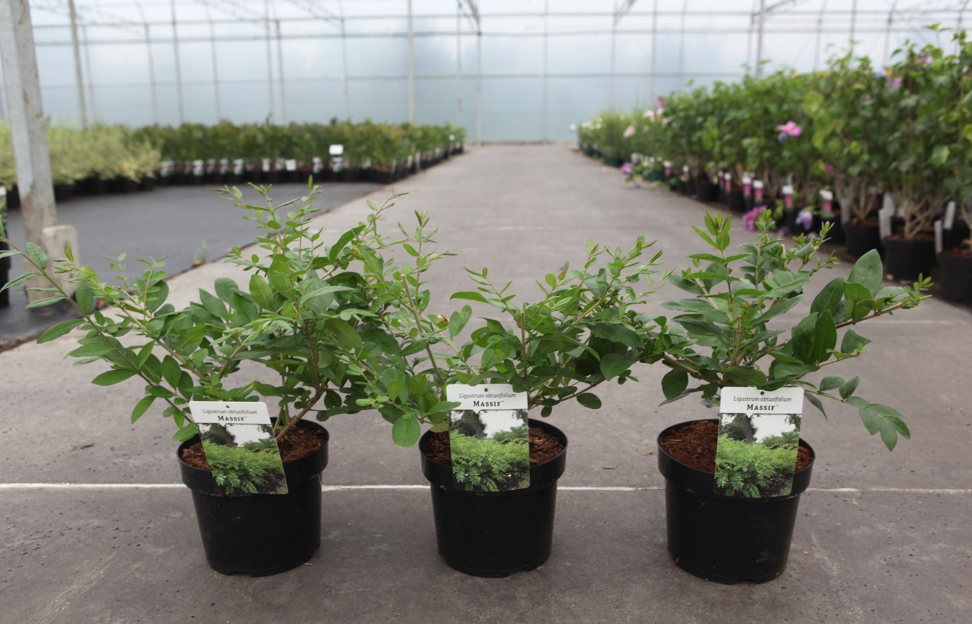 Ligustrum obtusifolium MASSIF (PBR)