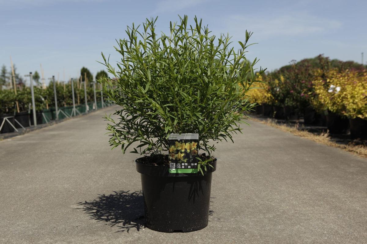 Hypericum kalmianum 'Gemo'