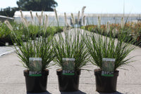 Pennisetum alopecuroides 'Hameln'