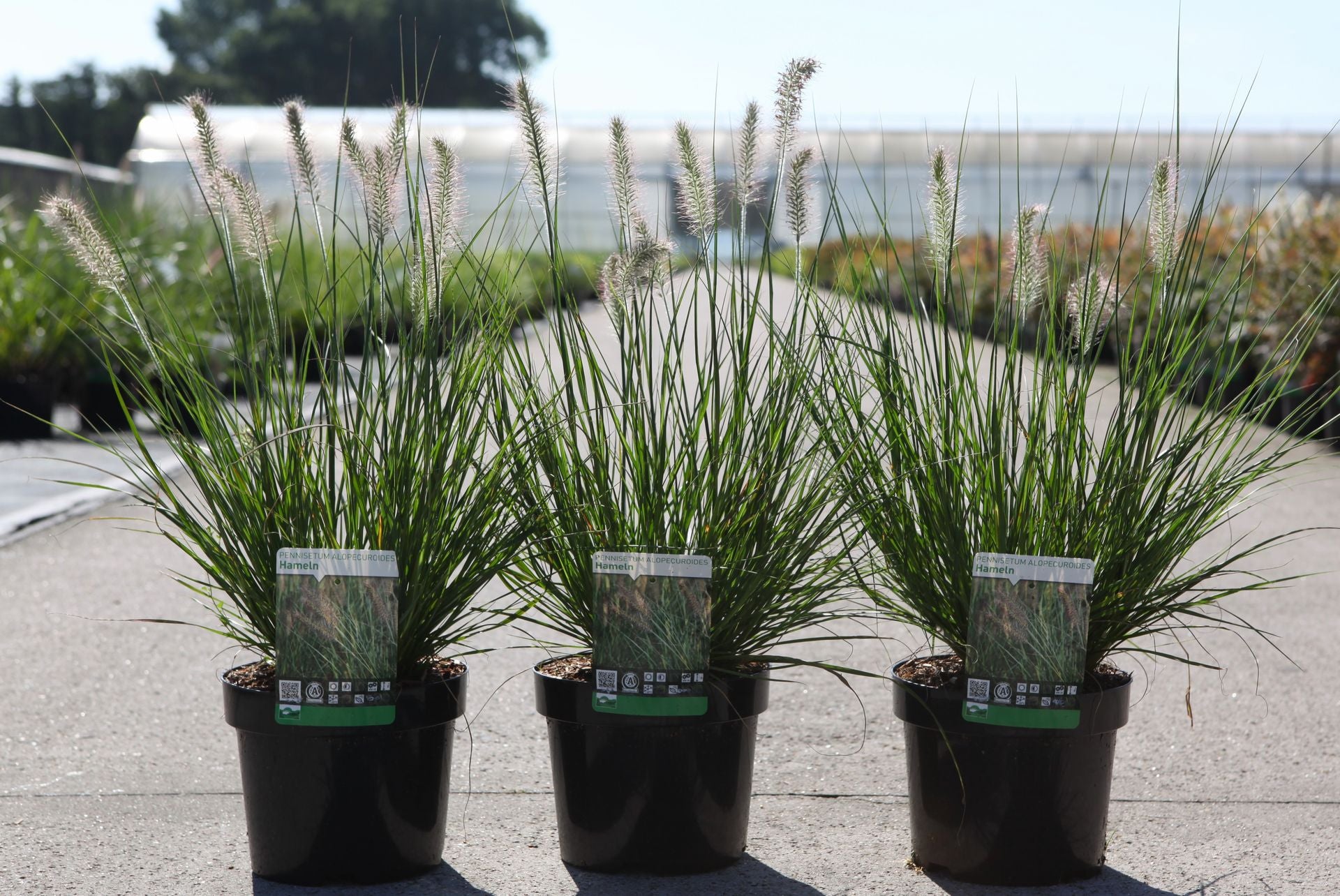 Pennisetum alopecuroides 'Hameln'