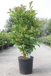 Magnolia loebneri 'Leonard Messel'