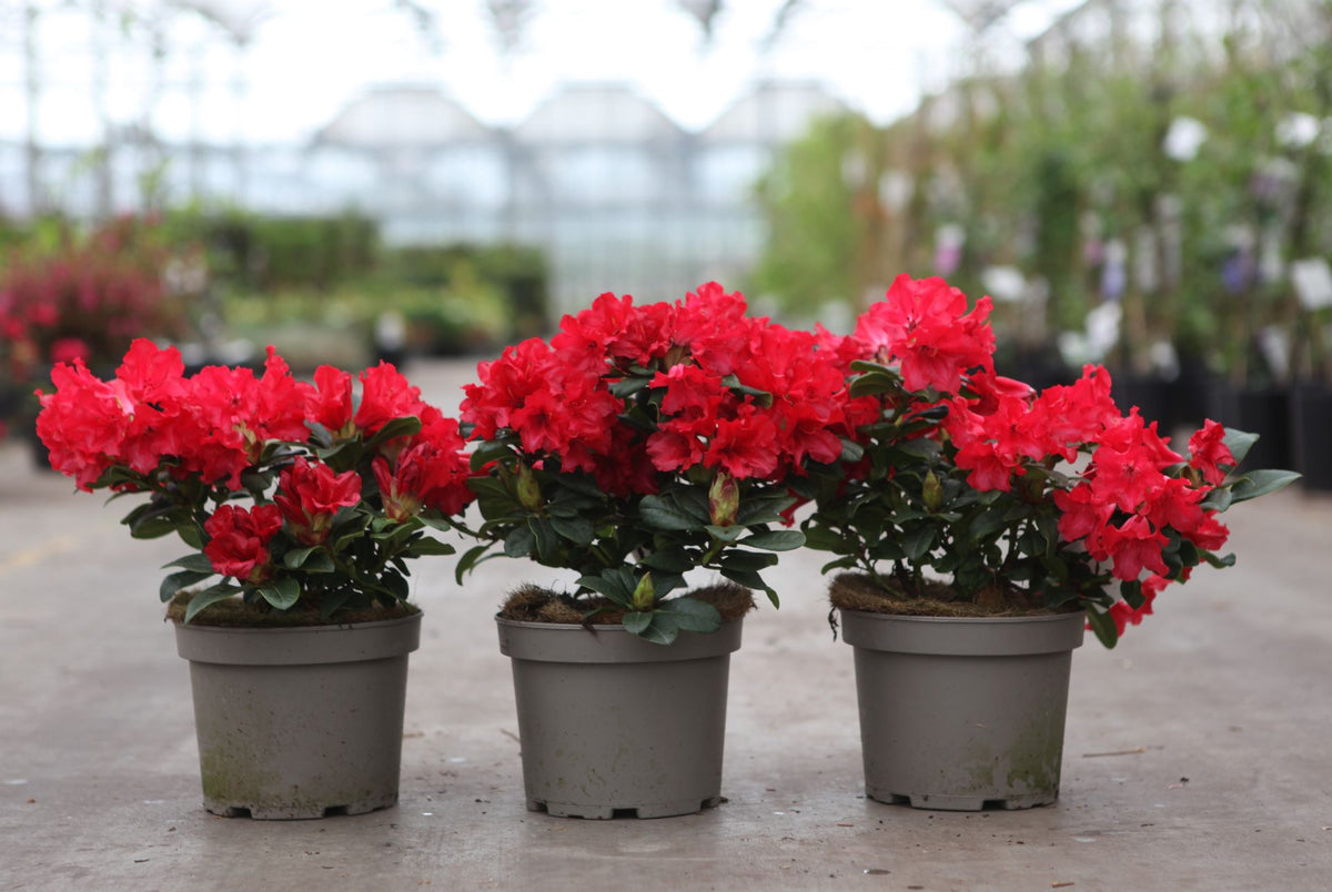 Rhododendron 'Scarlet Wonder'