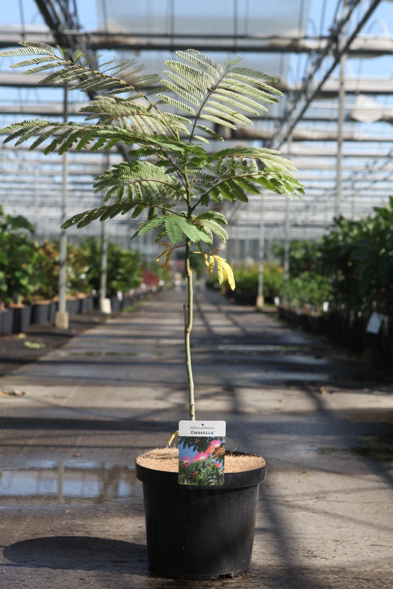 Albizia julibrissin OMBRELLA