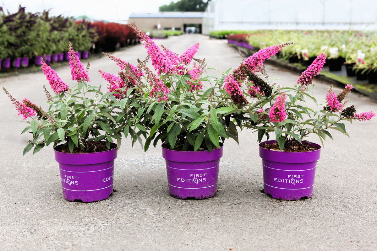 Buddleja davidii First Editions© TRIPPY PINK (PBR)
