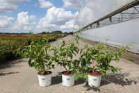Heptacodium miconioides Proven Winners© TEMPLE OF BLOOM (PBR)