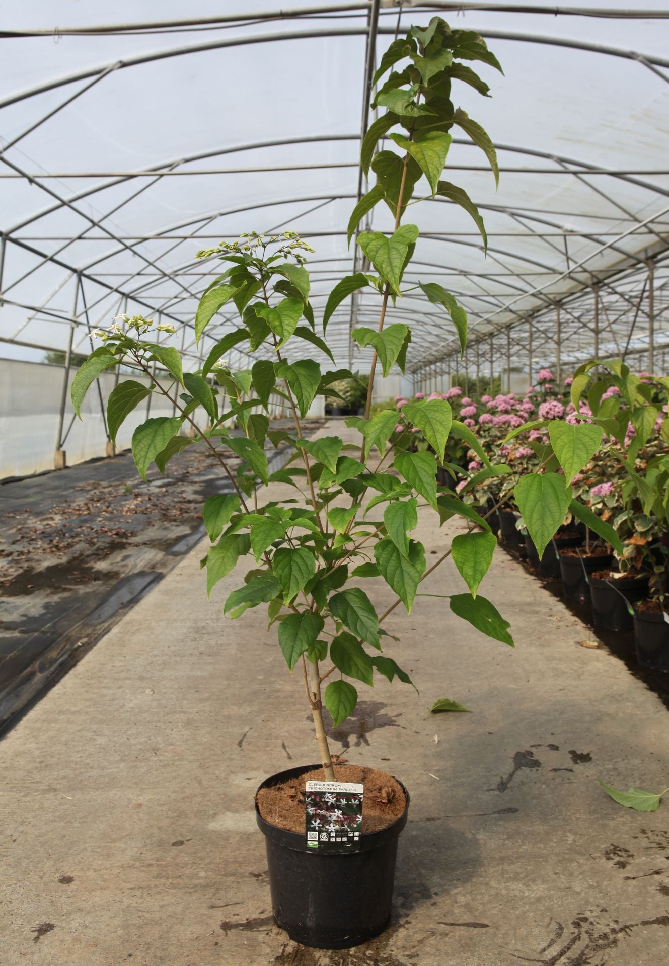 Clerodendrum trichotomum fargesii