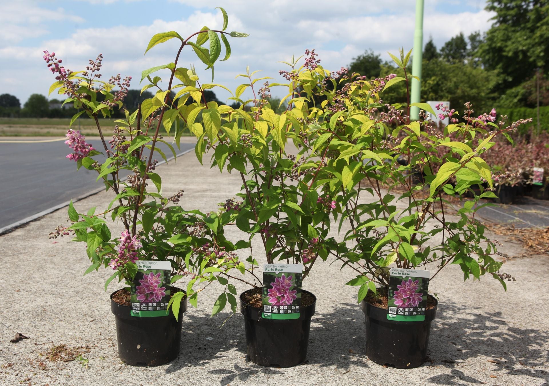 Deutzia hybrida 'Perle Rose'