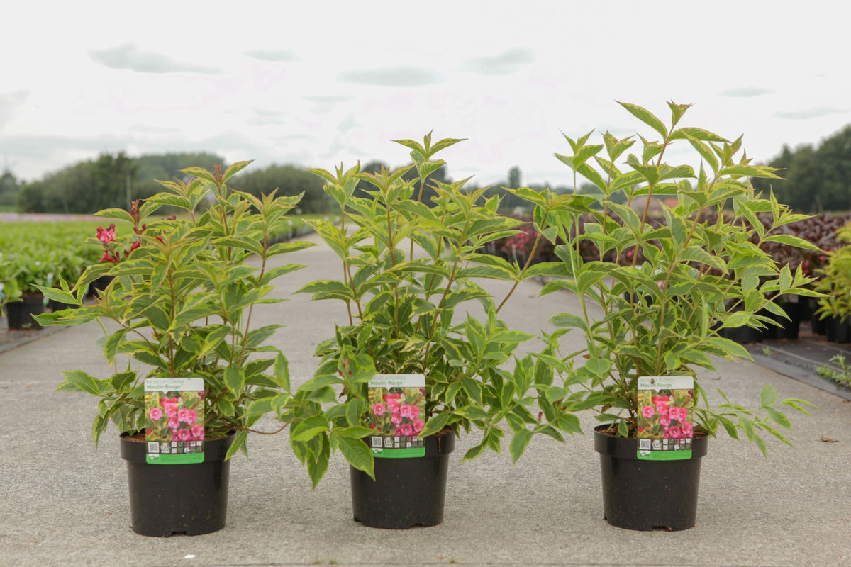 Weigela florida MOULIN ROUGE (PBR)