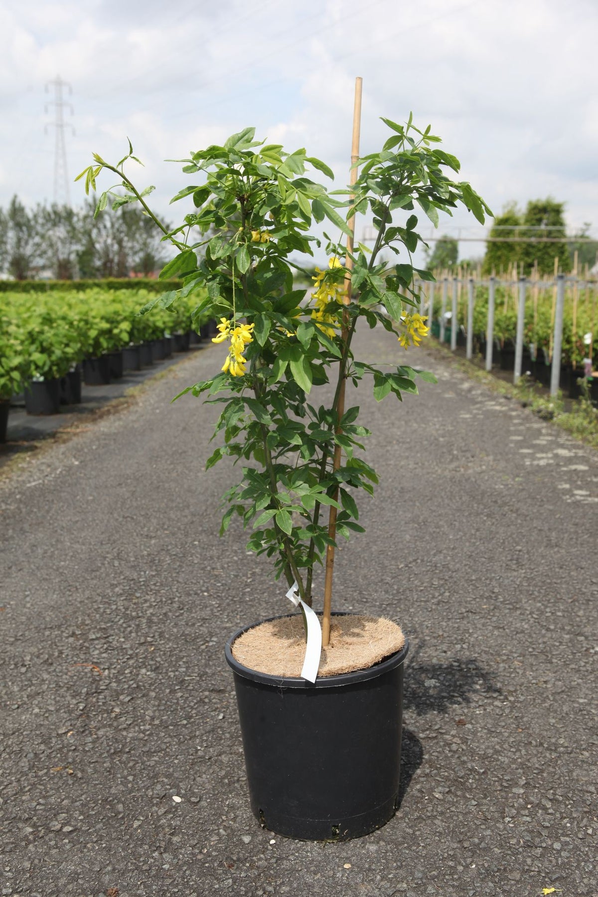 Laburnum watereri 'Vossii'