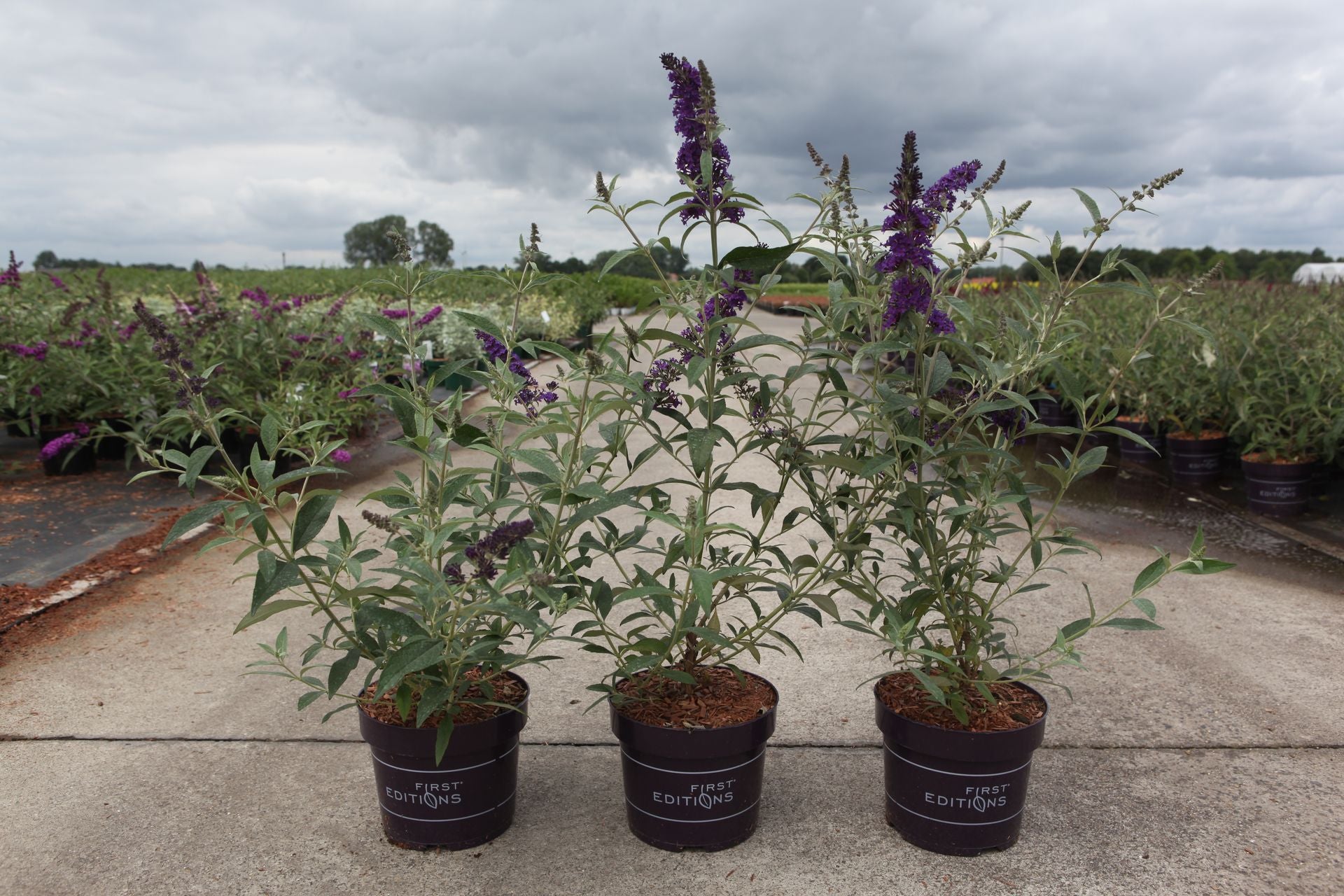Buddleja davidii First Editions© 'Psychedelic Sky'