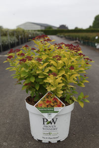 Spiraea japonica Proven Winners© DOUBLE PLAY© BIG BANG (PBR)