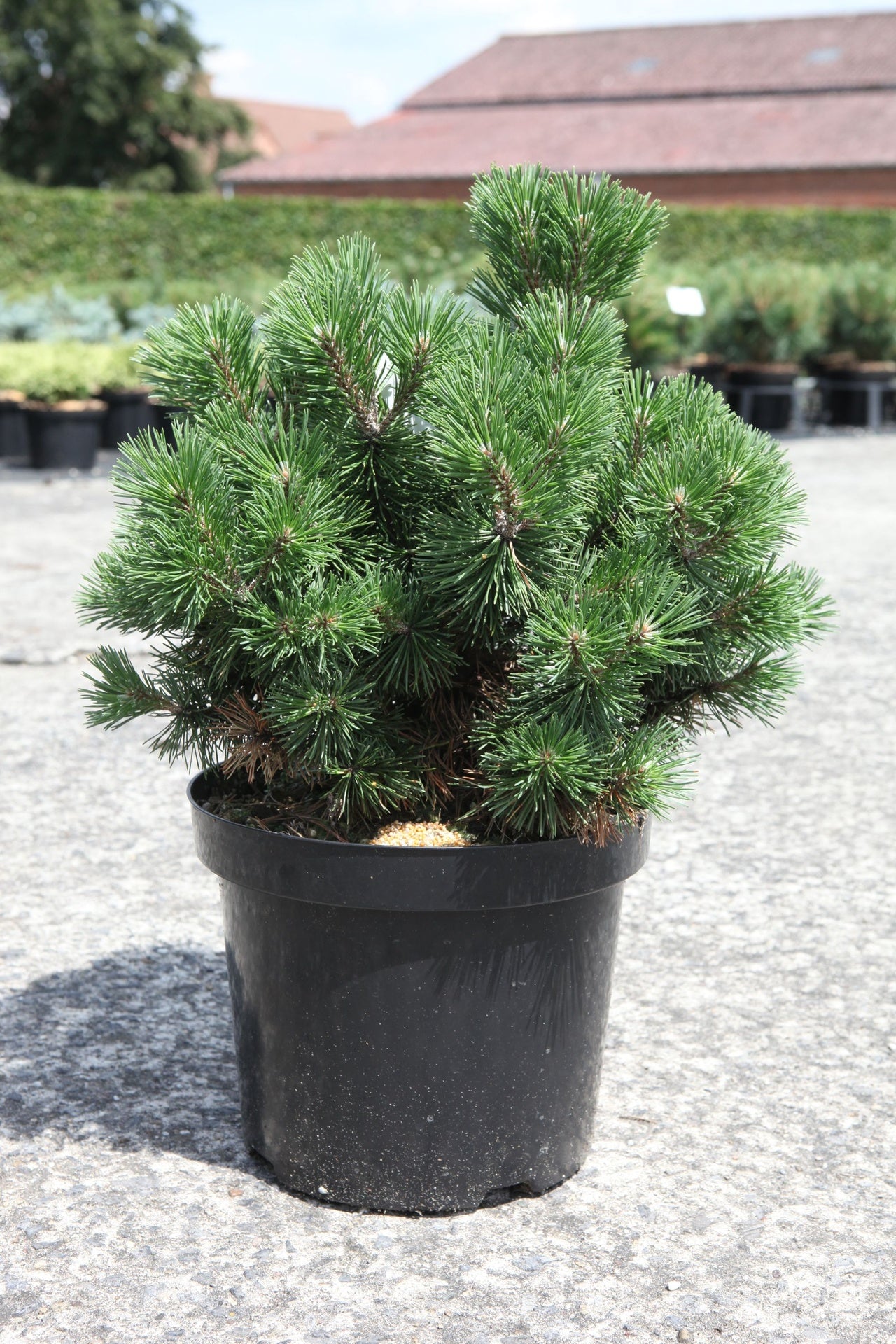Pinus mugo 'Mops'